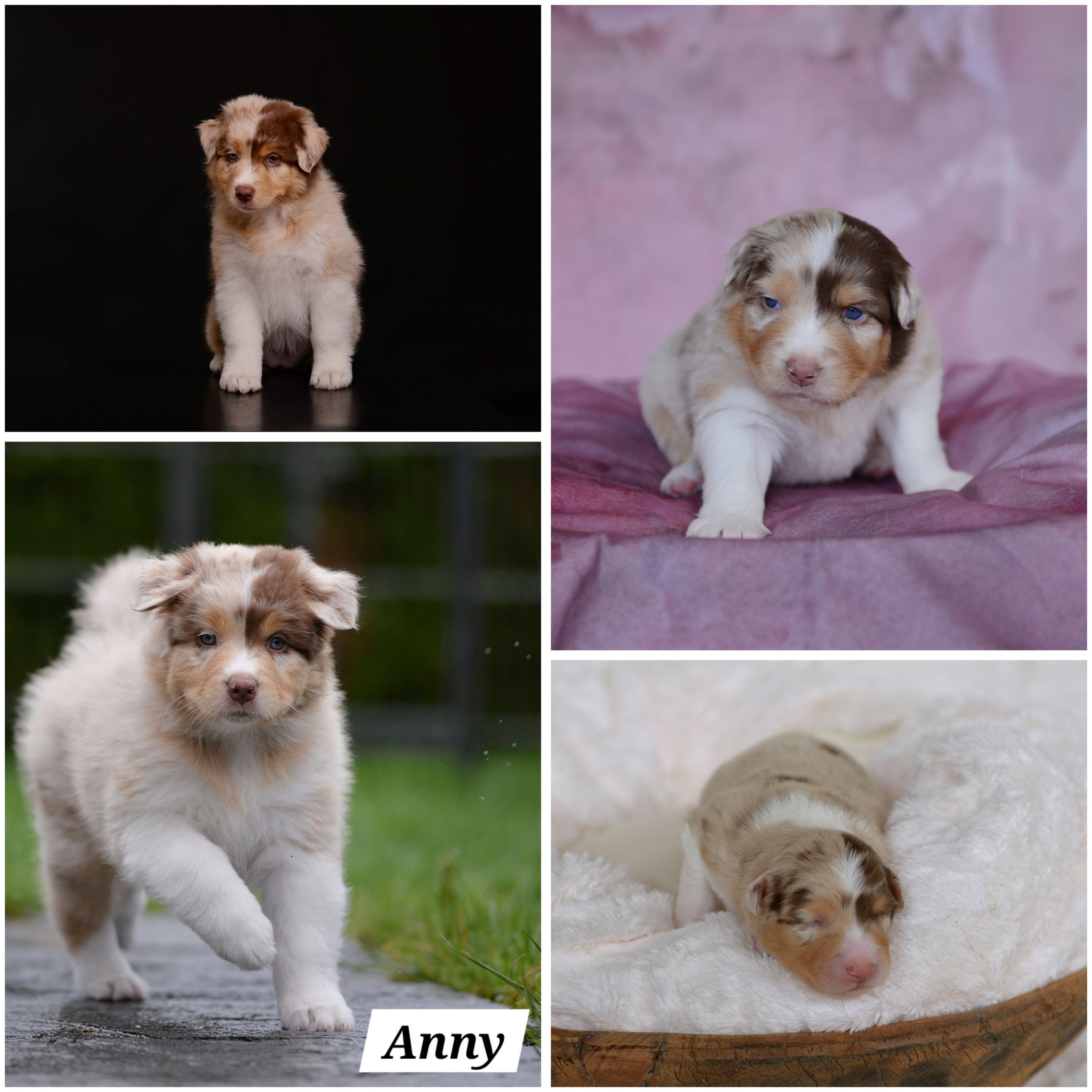 InCollage_20240613_074756457