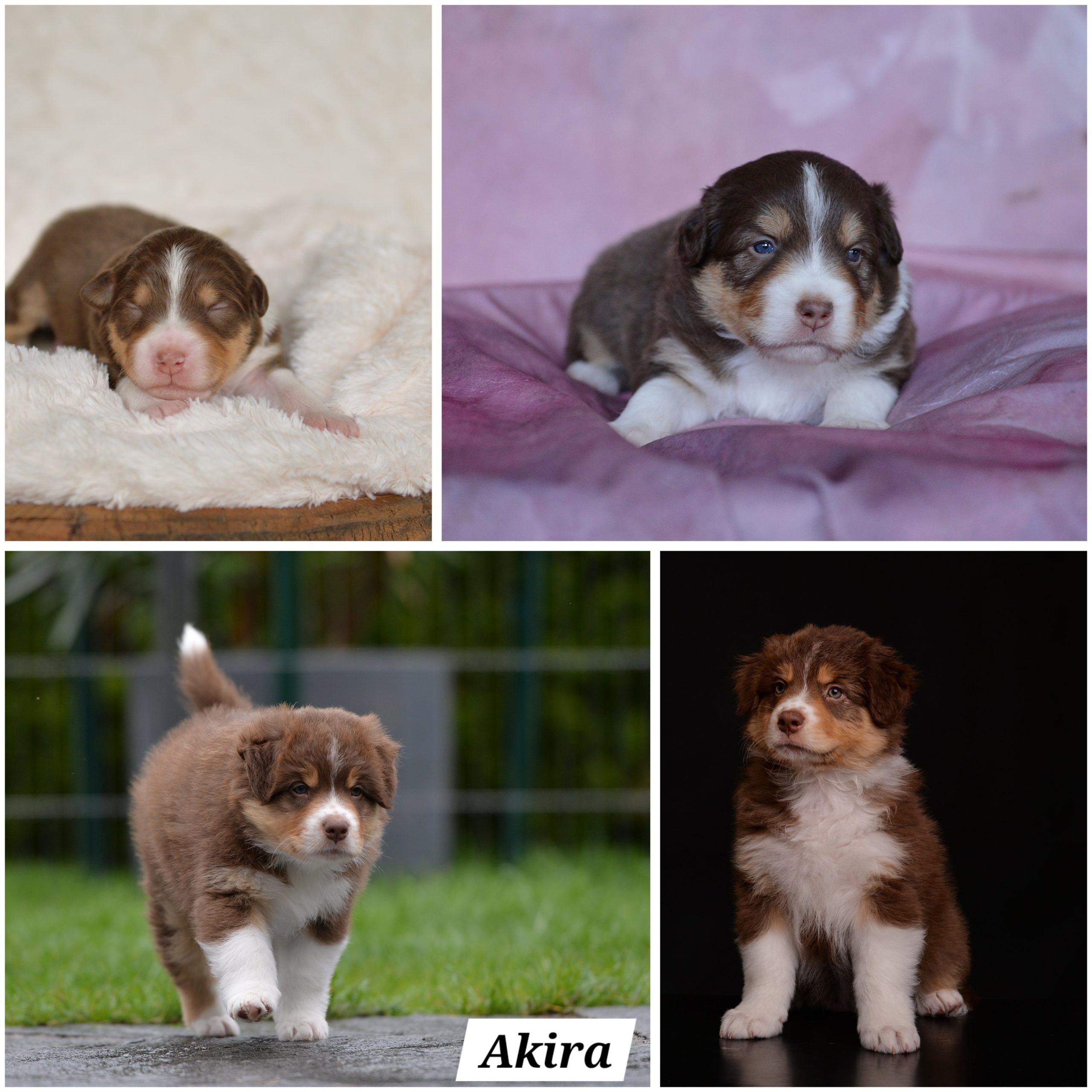 InCollage_20240613_075857105