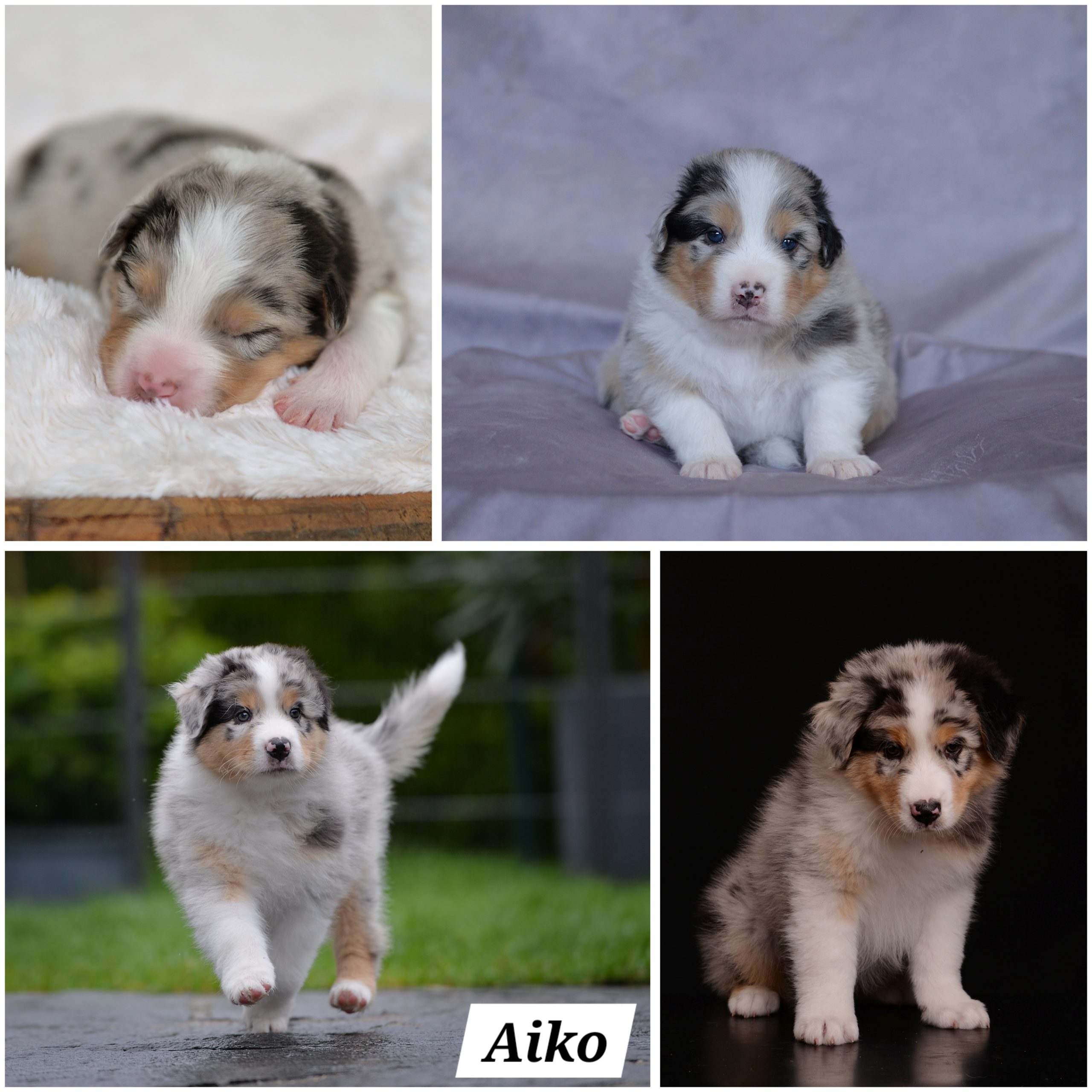 InCollage_20240613_080033733