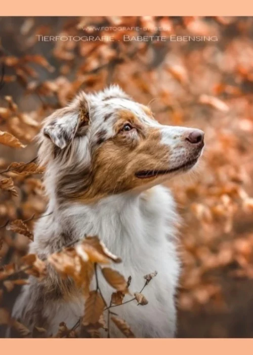 © Stuttgartpfoten by Babette Ebesing