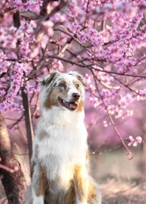 ©  Dana´s Fotomomente Fotografie